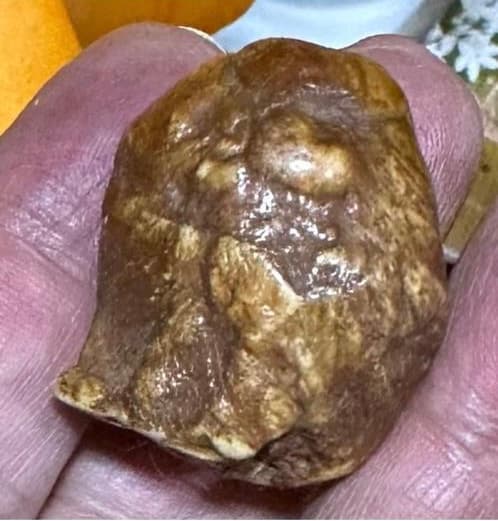 Buddha Kāśyapa Tooth Relic